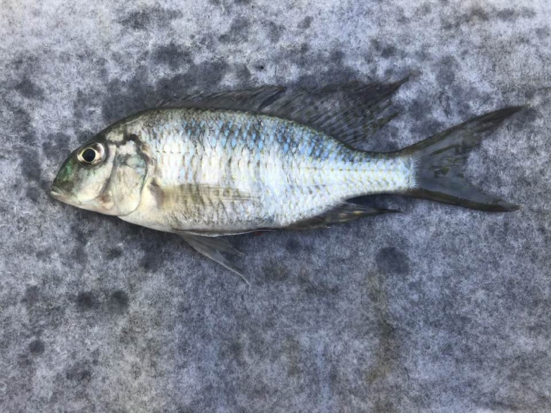 Lethrinops furcifer 'Karonga'